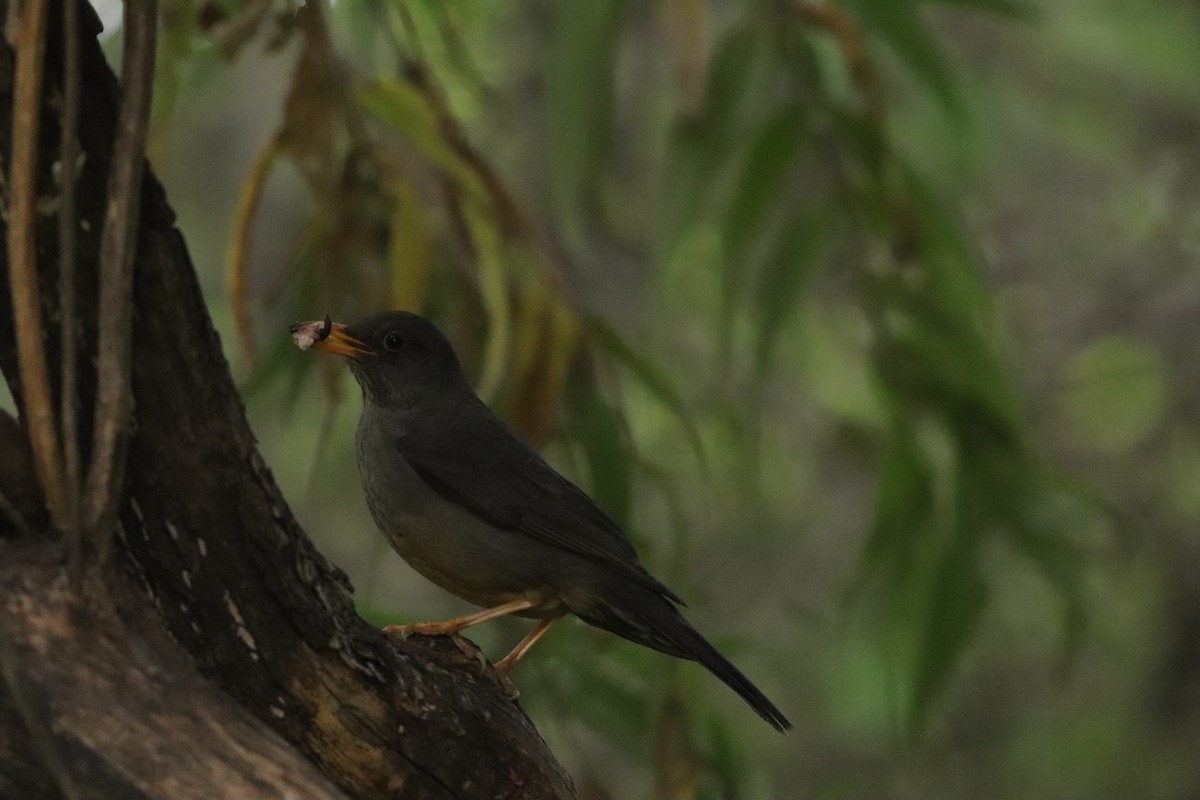Karoo Thrush - ML643135740