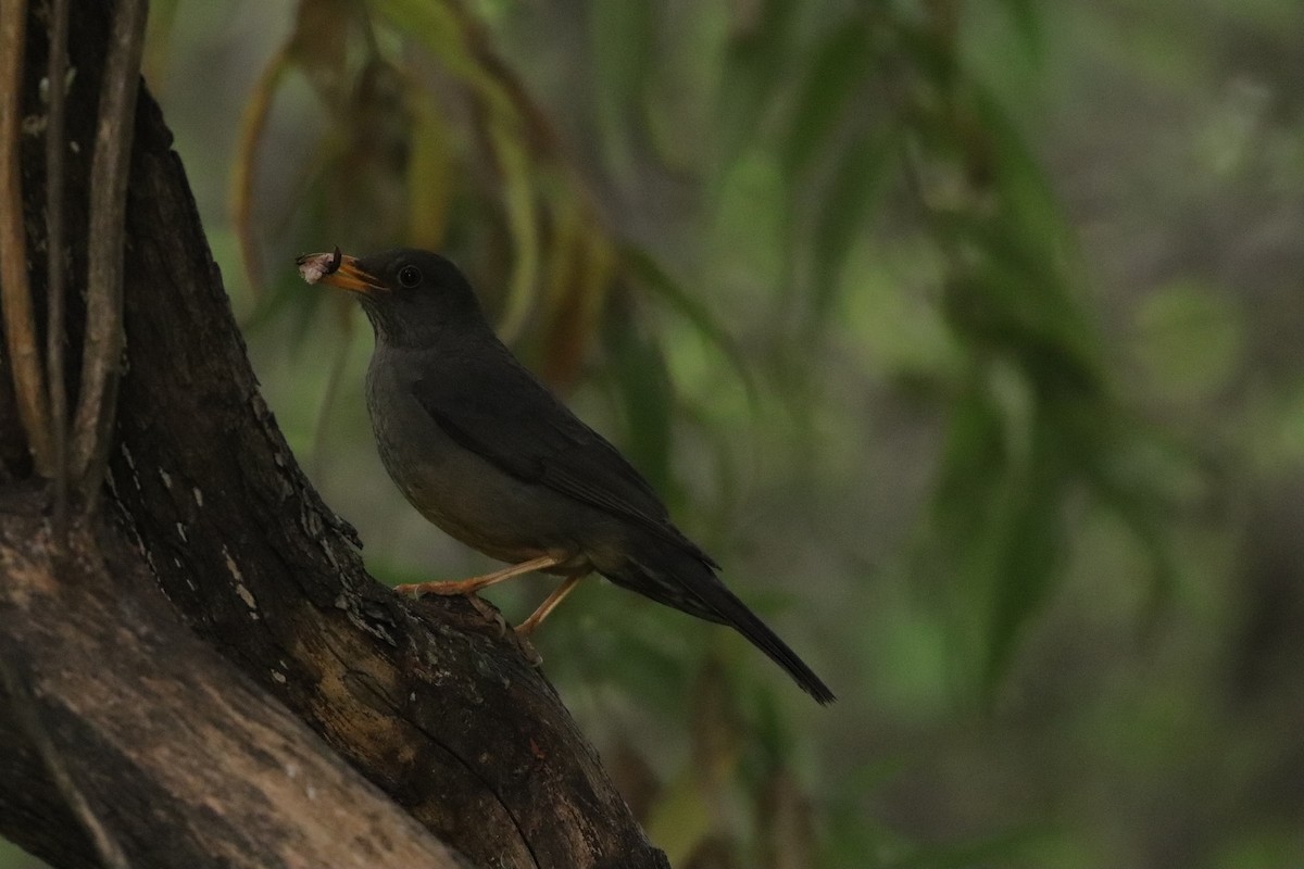 Karoo Thrush - ML643135741