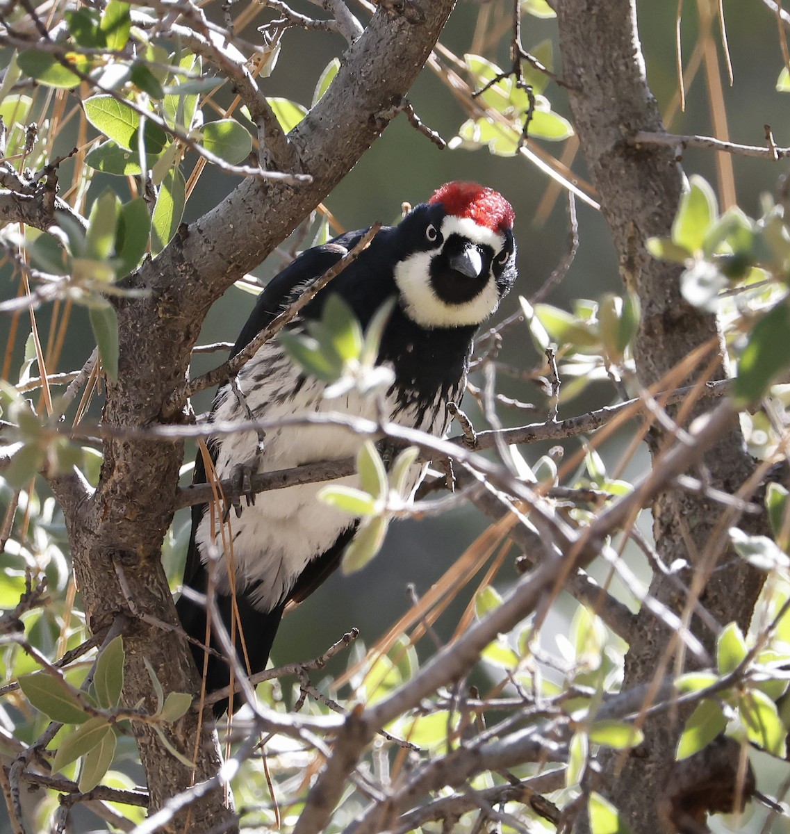 Acorn Woodpecker - ML643135753