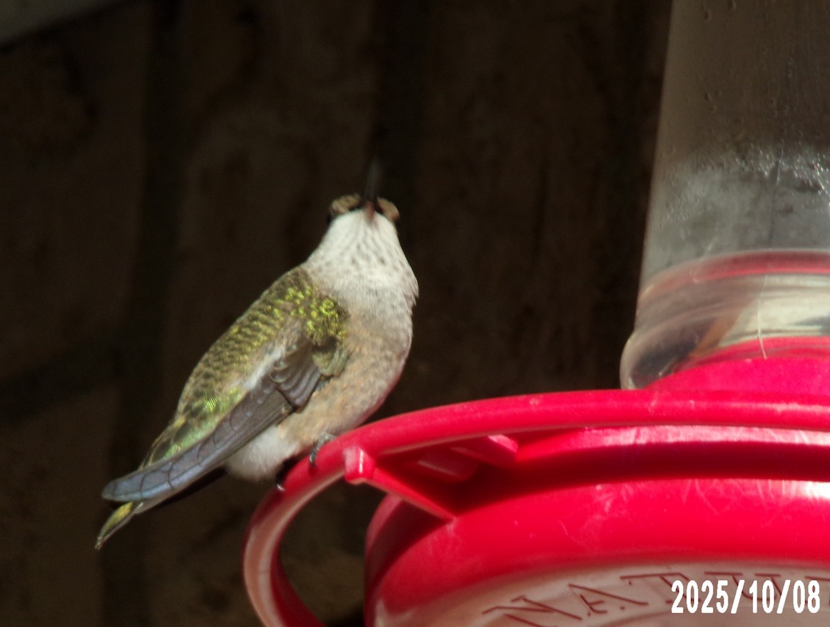 Black-chinned Hummingbird - ML643135765