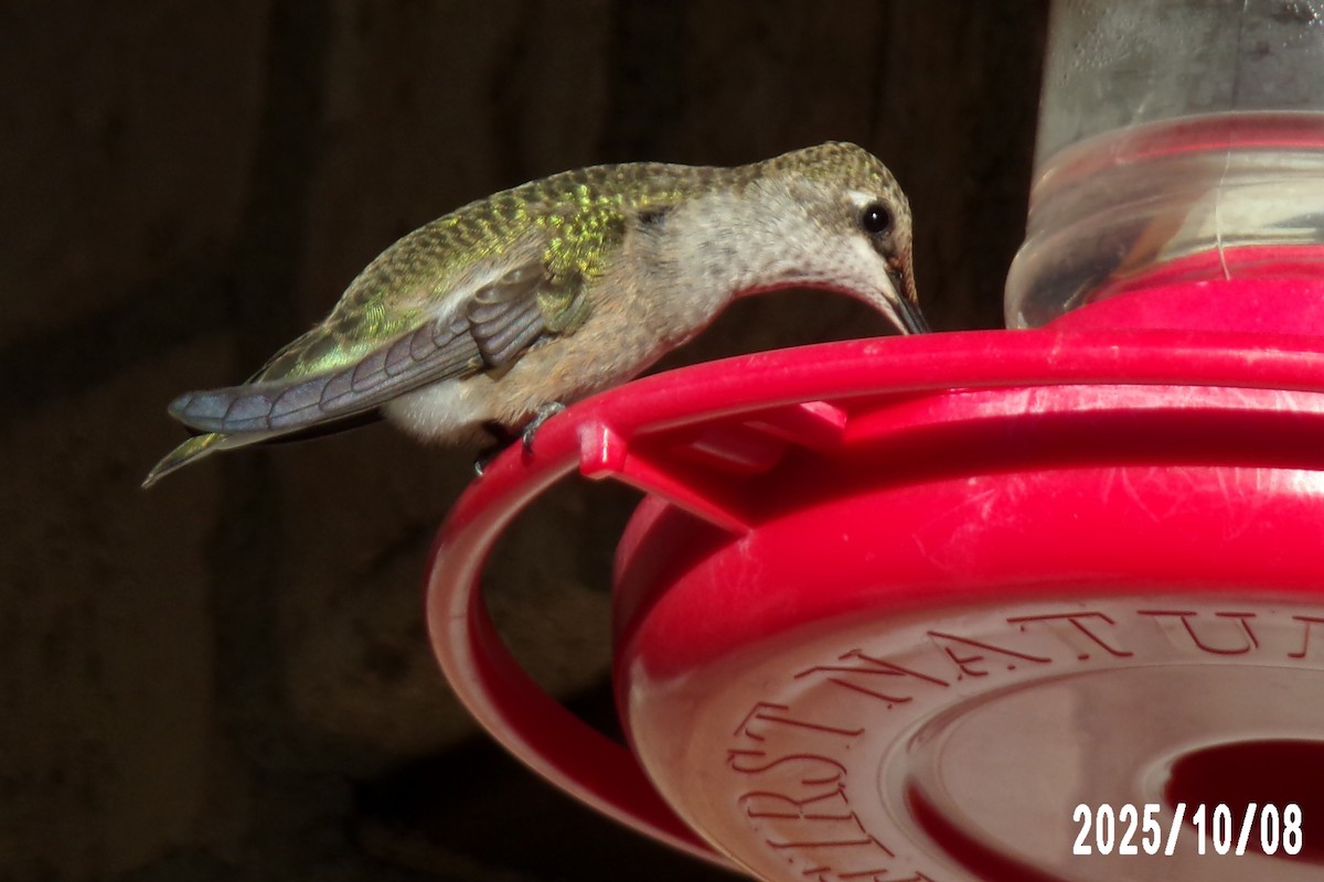 Black-chinned Hummingbird - ML643135768