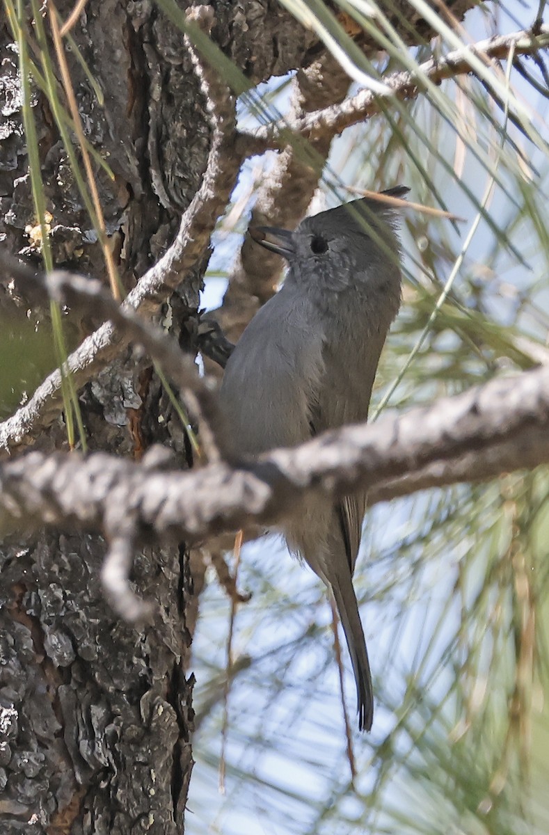 Juniper Titmouse - ML643135772