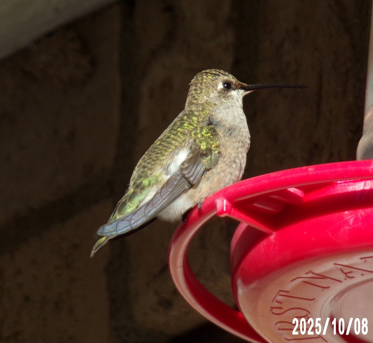 Black-chinned Hummingbird - ML643135775