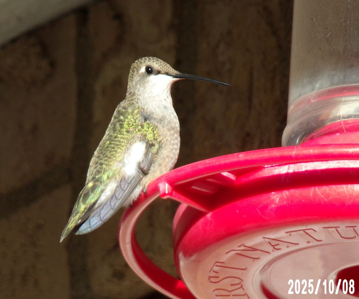 Black-chinned Hummingbird - ML643135776