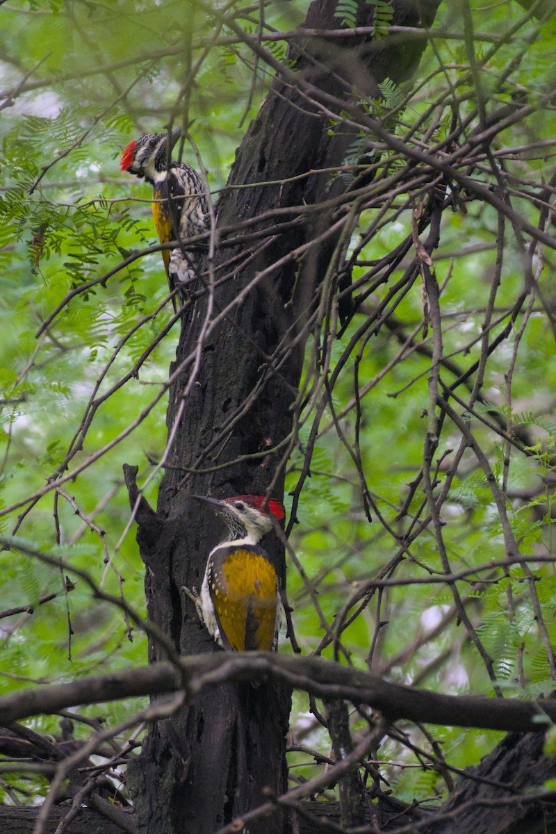 Black-rumped Flameback - ML643135795