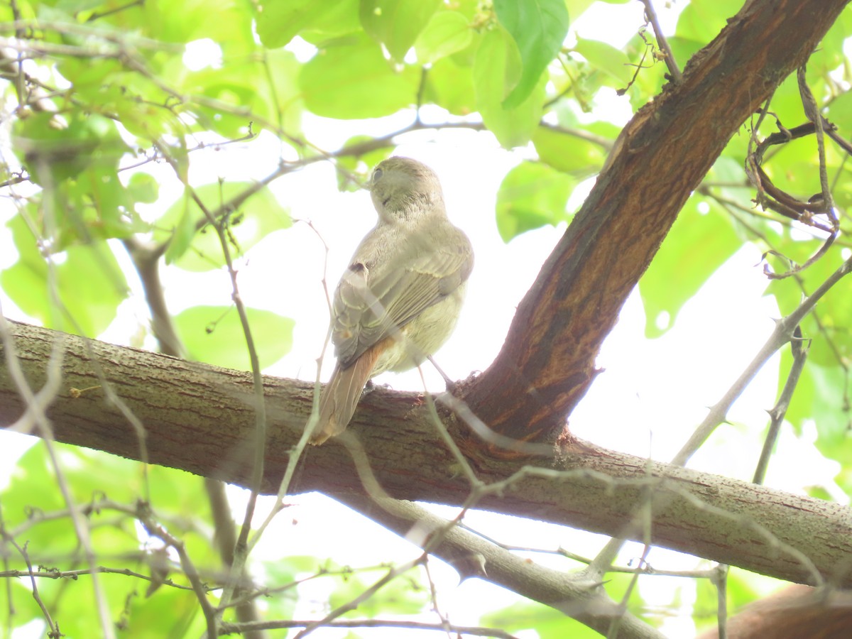 Rusty-tailed Flycatcher - ML643135819
