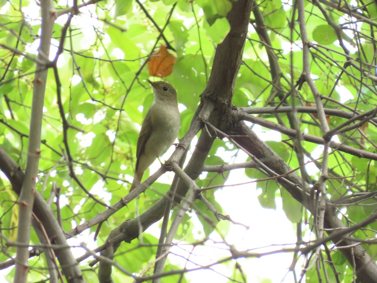 Rusty-tailed Flycatcher - ML643135824