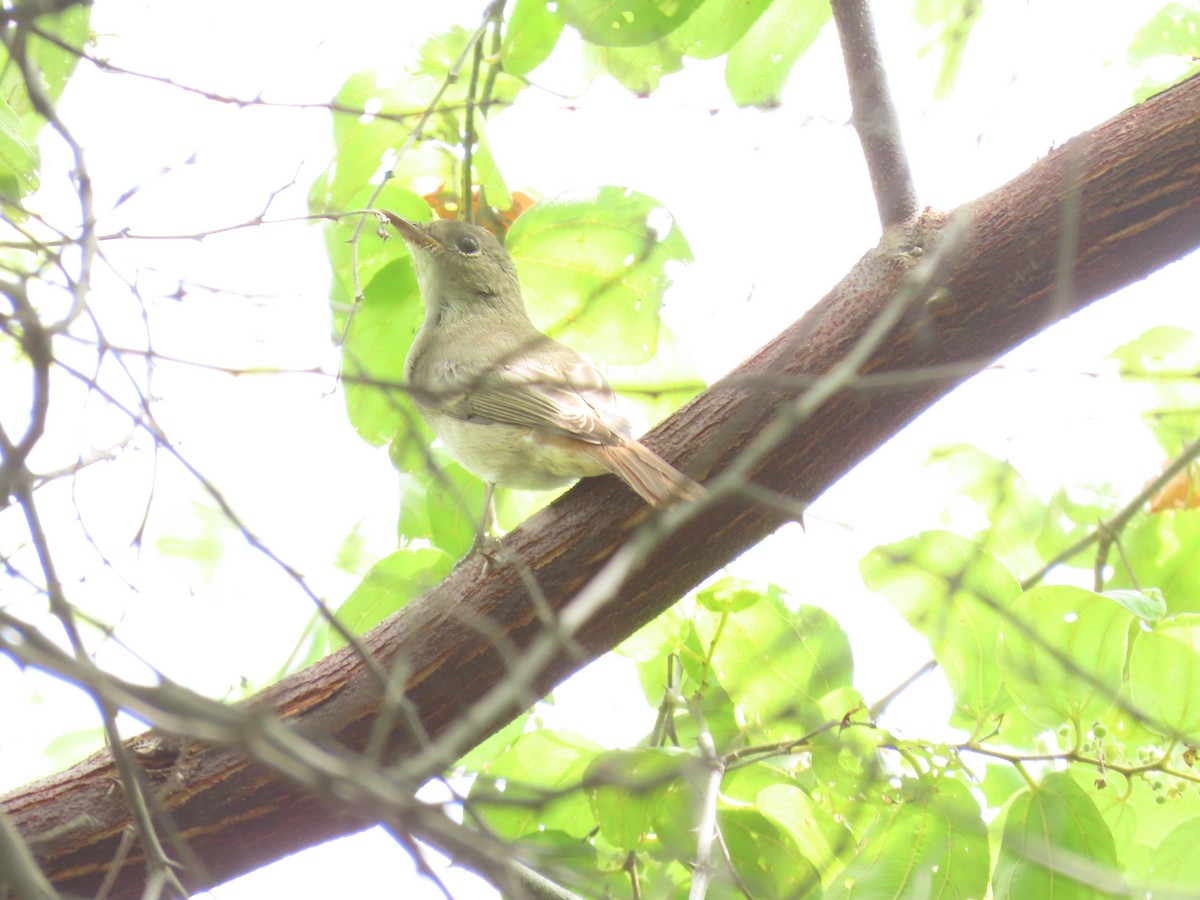Rusty-tailed Flycatcher - ML643135826