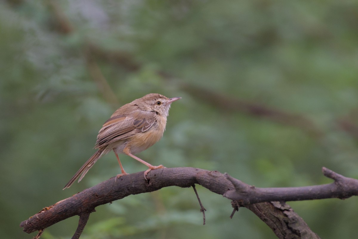 Plain Prinia - ML643135841