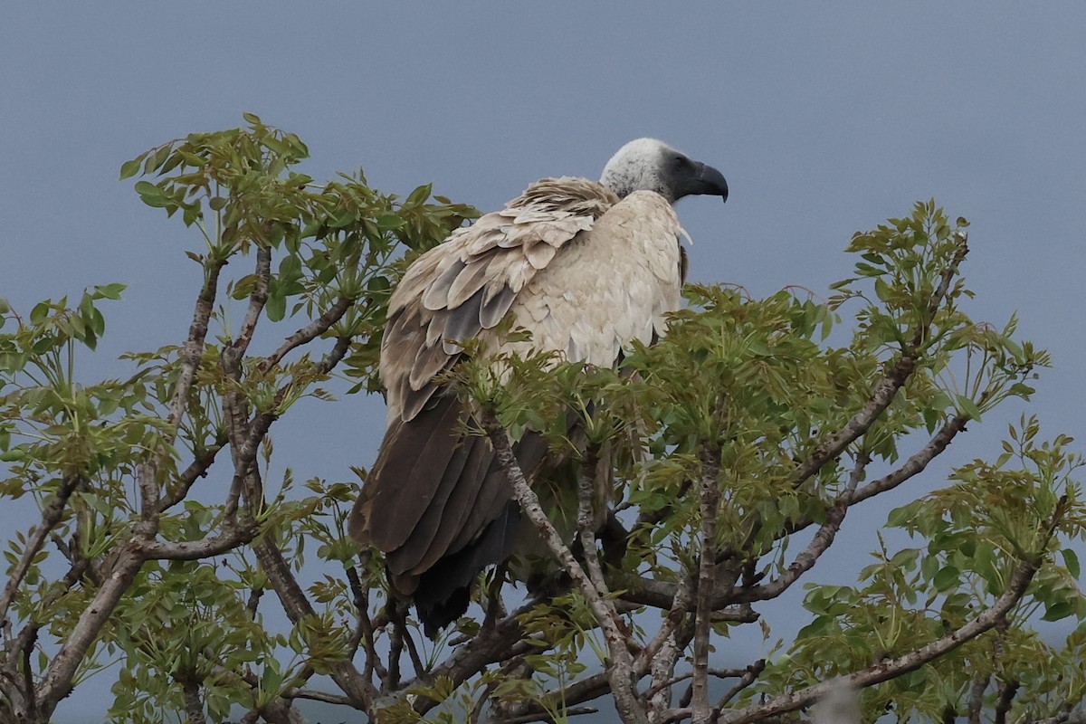White-backed Vulture - ML643135880