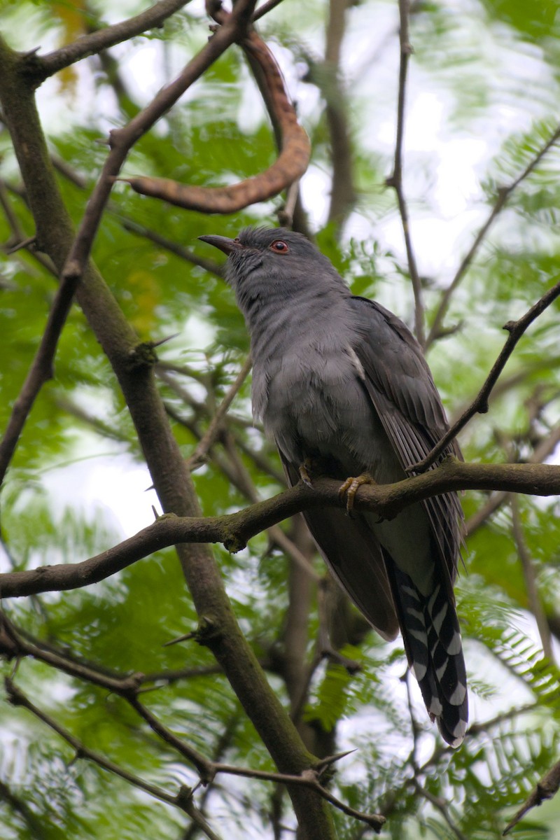Gray-bellied Cuckoo - ML643135881