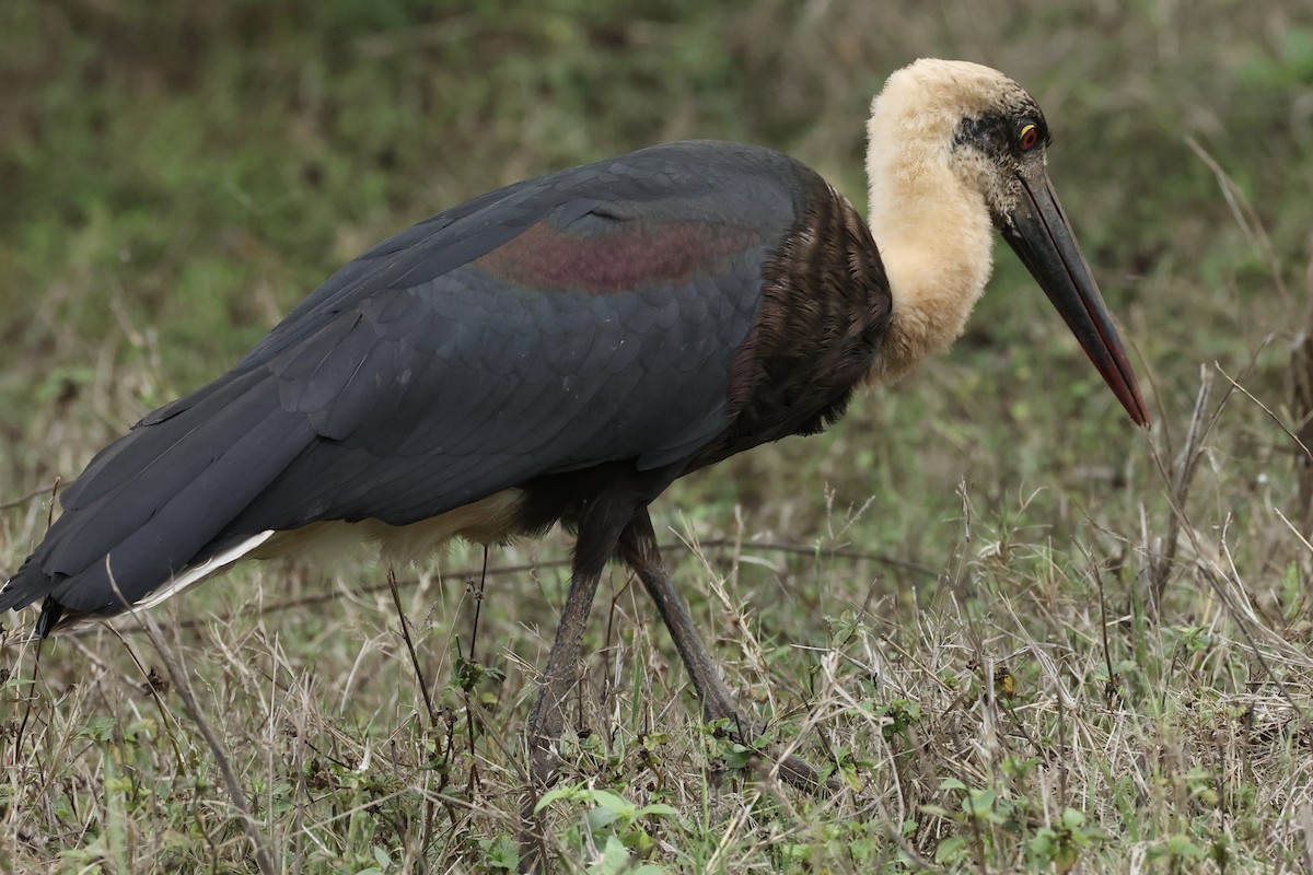 African Woolly-necked Stork - ML643135889