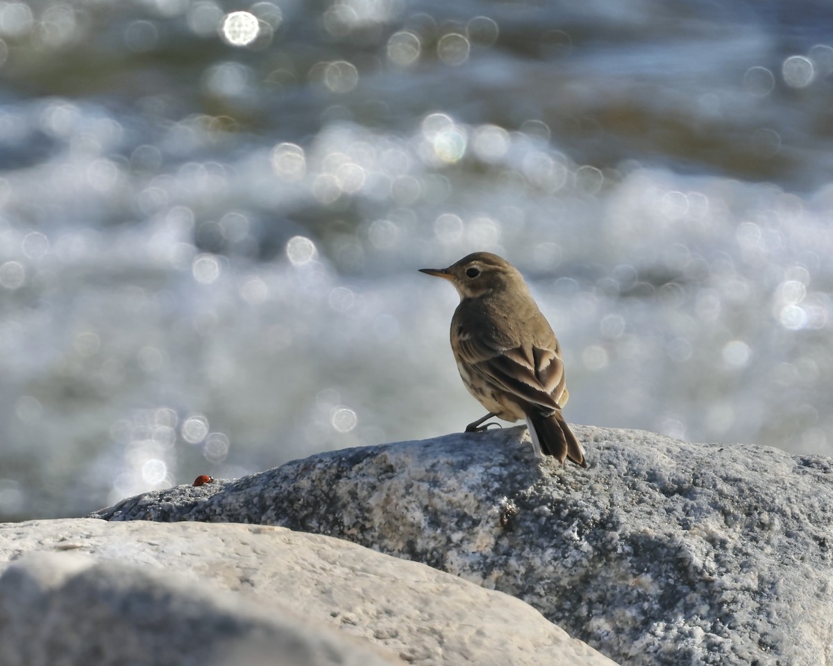 American Pipit - ML643135891