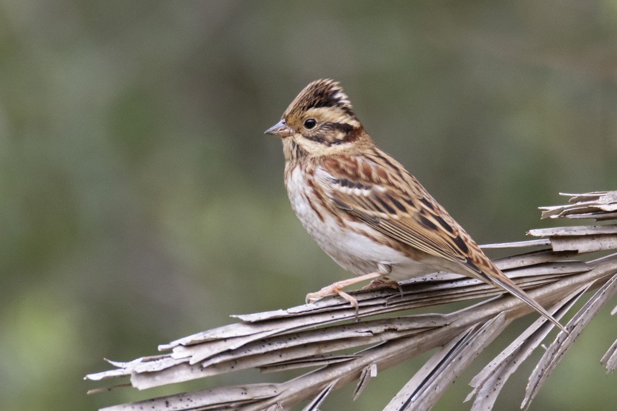 Rustic Bunting - ML643135892