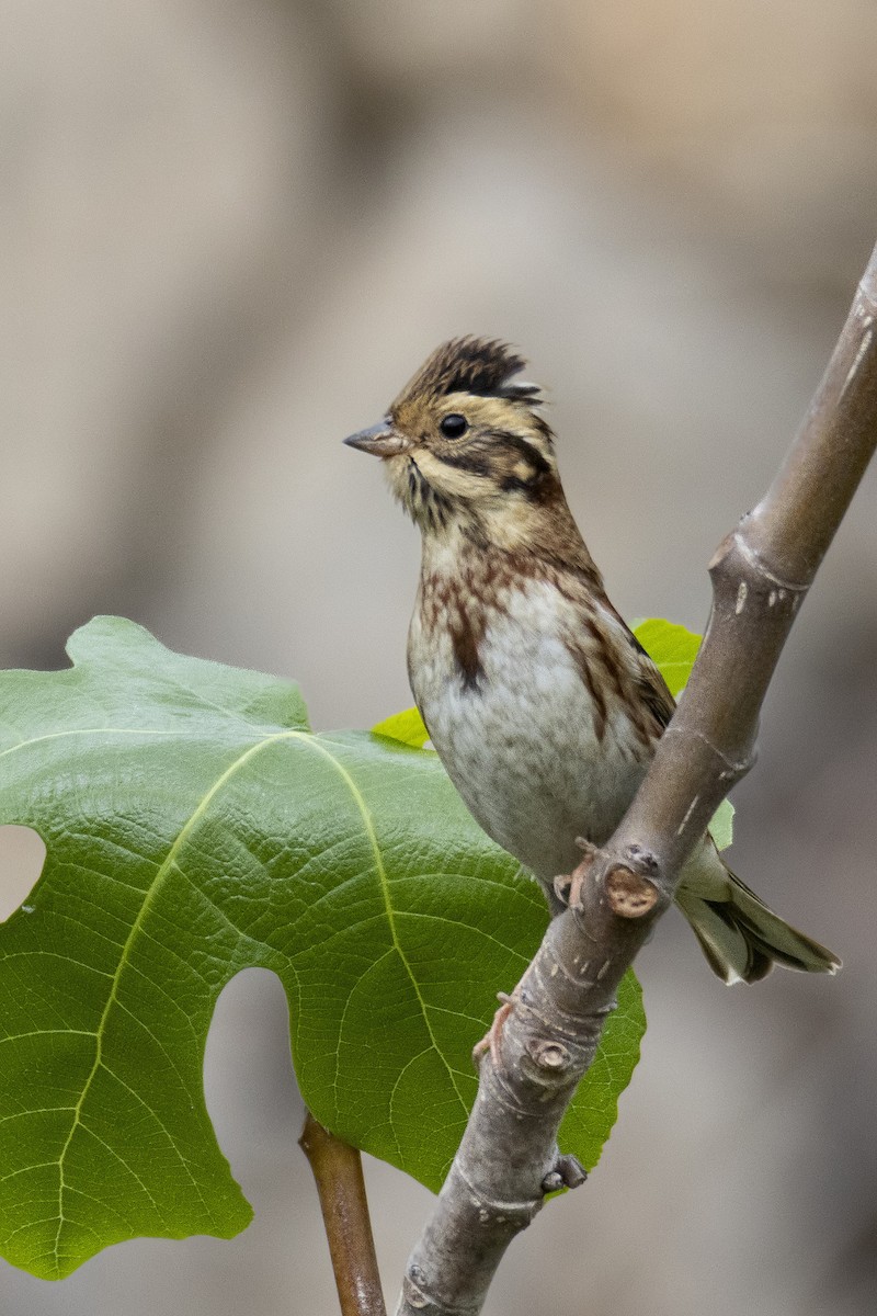 Rustic Bunting - ML643135893