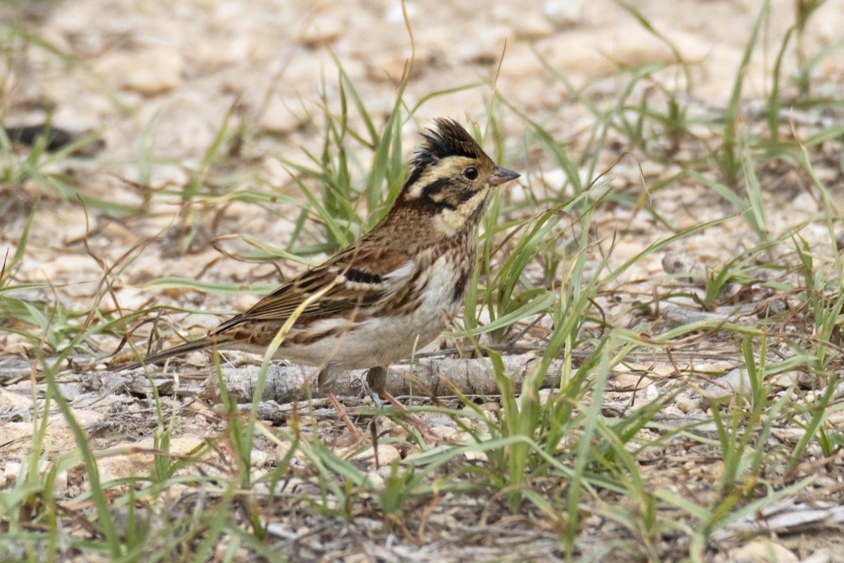 Rustic Bunting - ML643135894