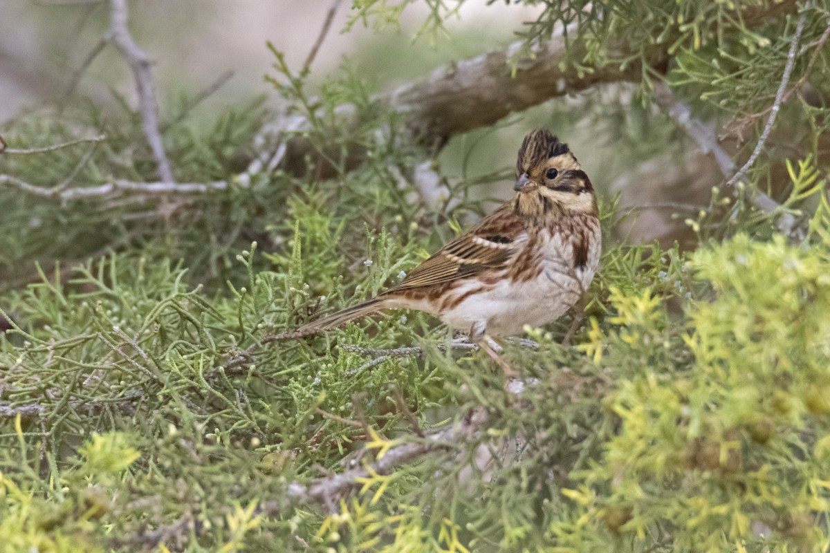 Rustic Bunting - ML643135895