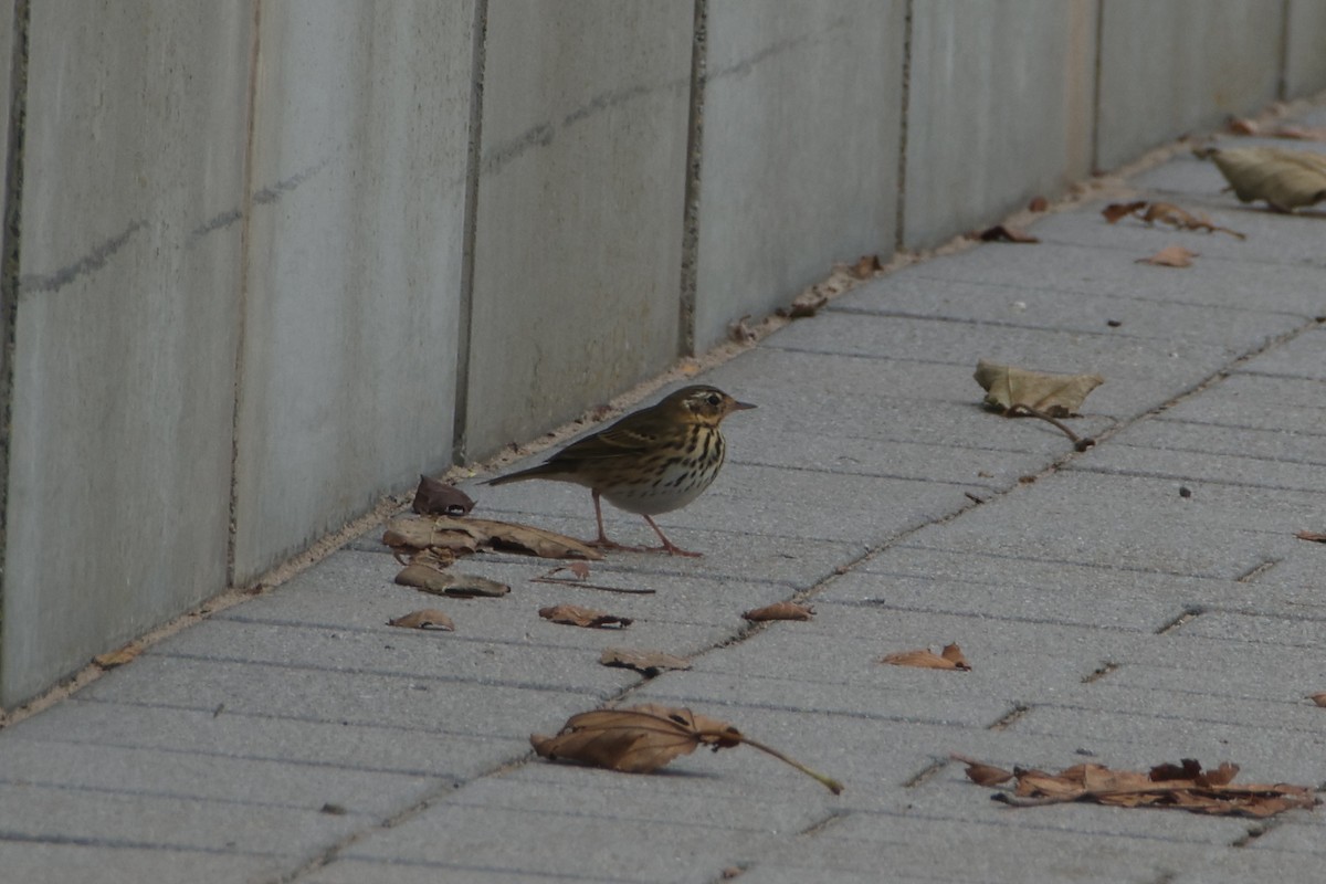 Бөртөт шийхнүүхэй - ML643135916