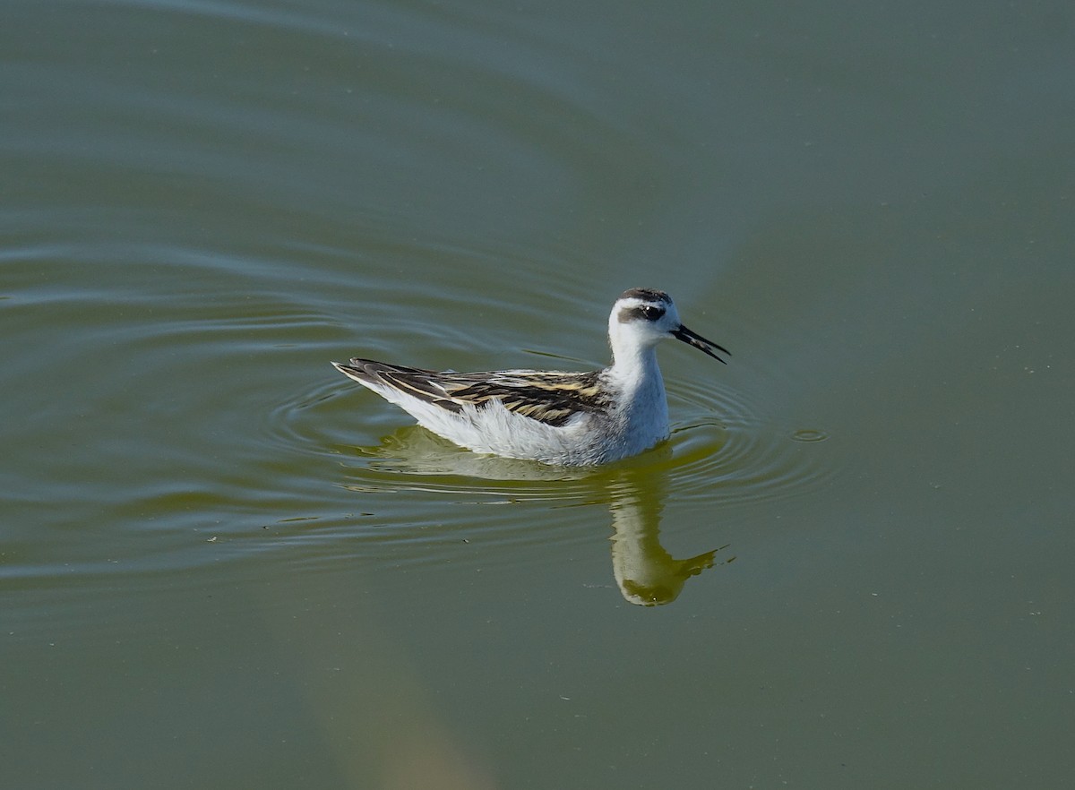 Red-necked Phalarope - ML643135921