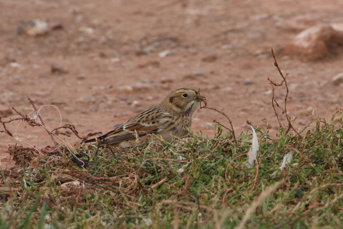 Буулгат хөмрөг - ML643135926