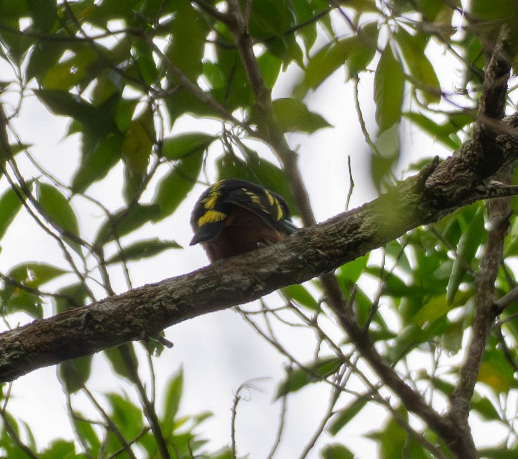 Banded Broadbill - ML643135938