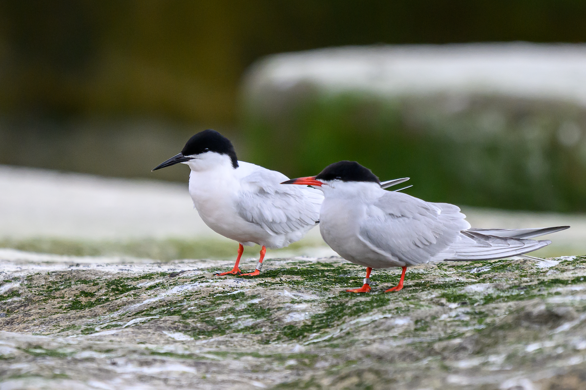 Roseate Tern - ML643135939
