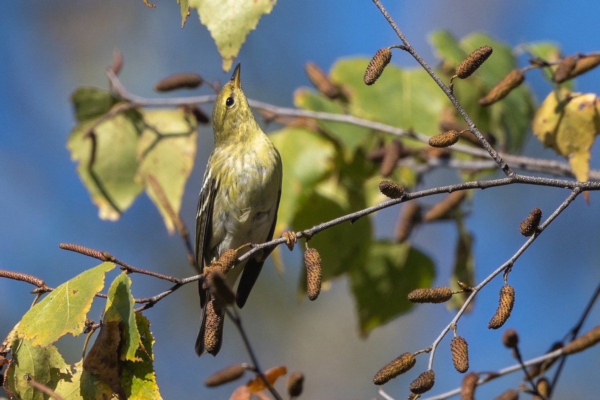Blackpoll Warbler - ML643135942