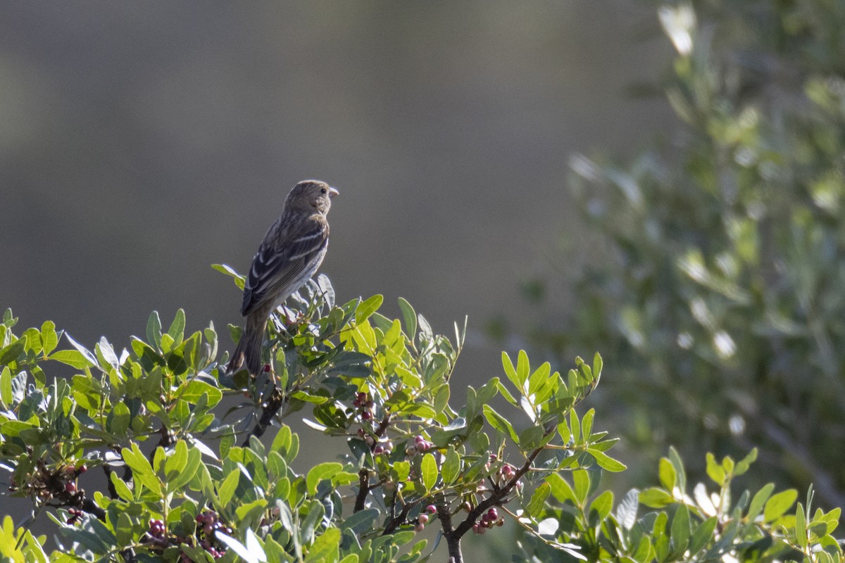 Common Rosefinch - ML643135954