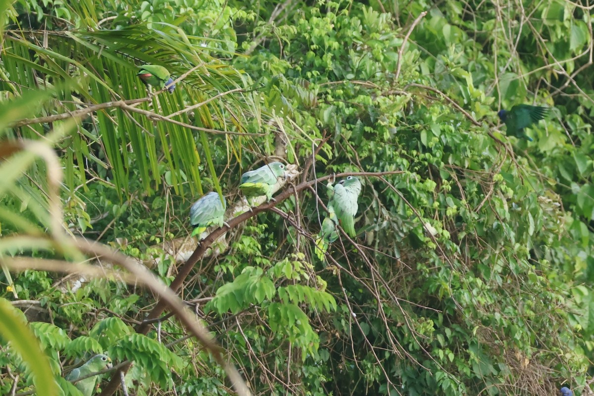 Mealy Amazon - ML643135977