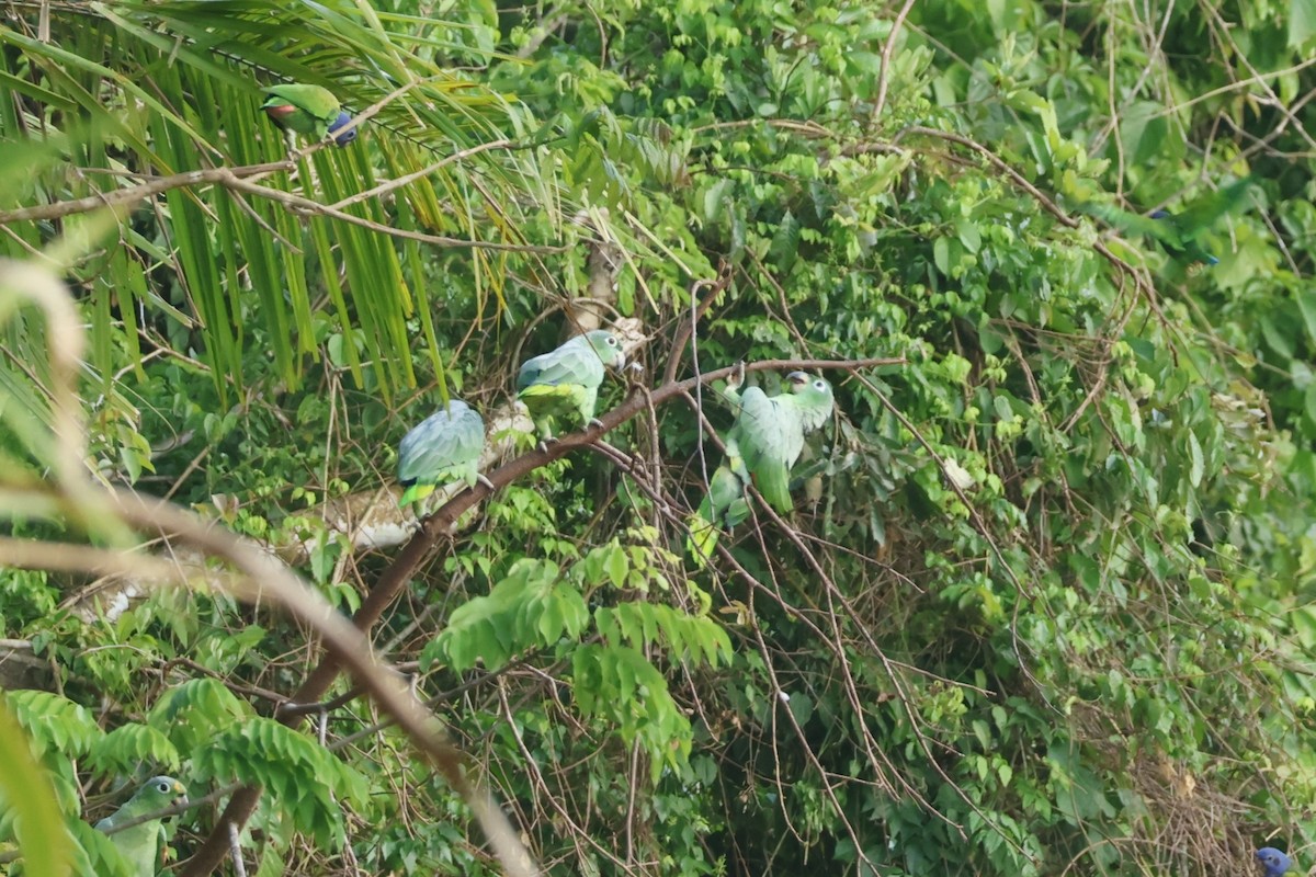 Mealy Amazon - ML643135978