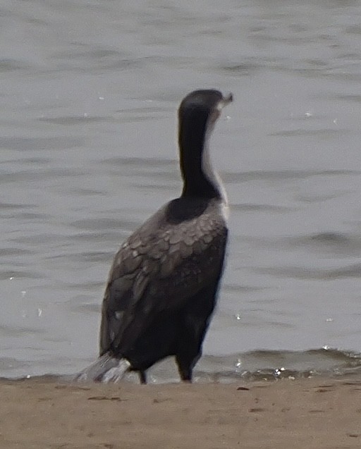 Great Cormorant (White-breasted) - ML643135999