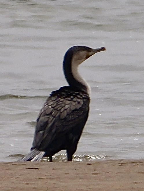 Great Cormorant (White-breasted) - ML643136000