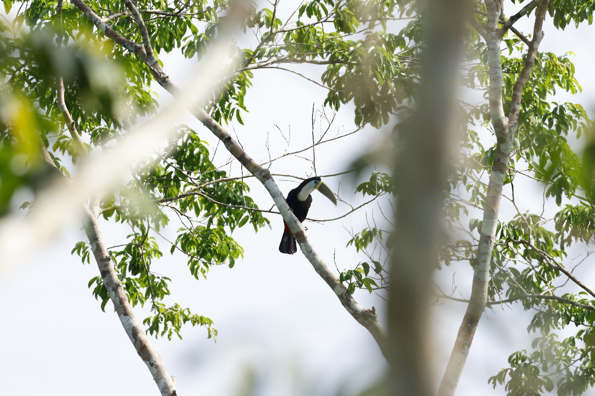 White-throated Toucan - ML643136001