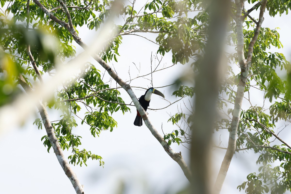 White-throated Toucan - ML643136002