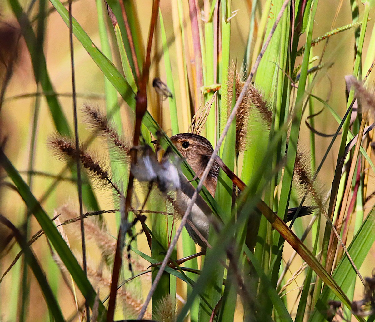 Sedge Wren - ML643136008