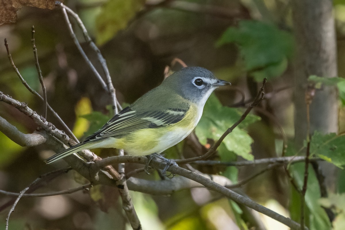 Blue-headed Vireo - ML643136009
