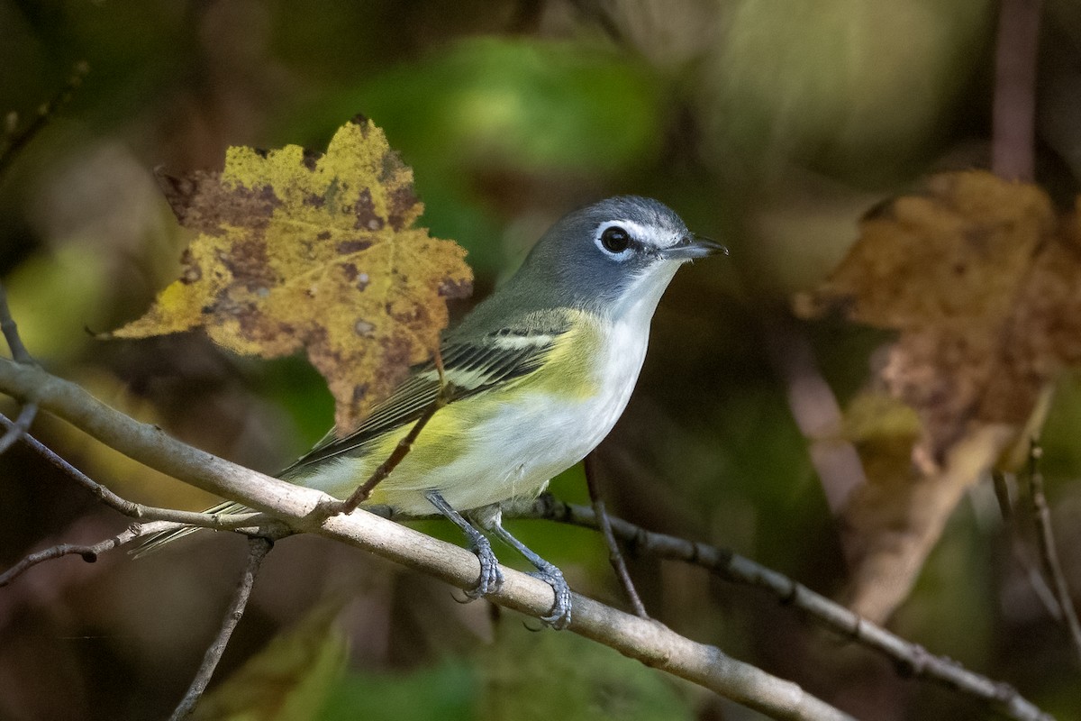 Blue-headed Vireo - ML643136010