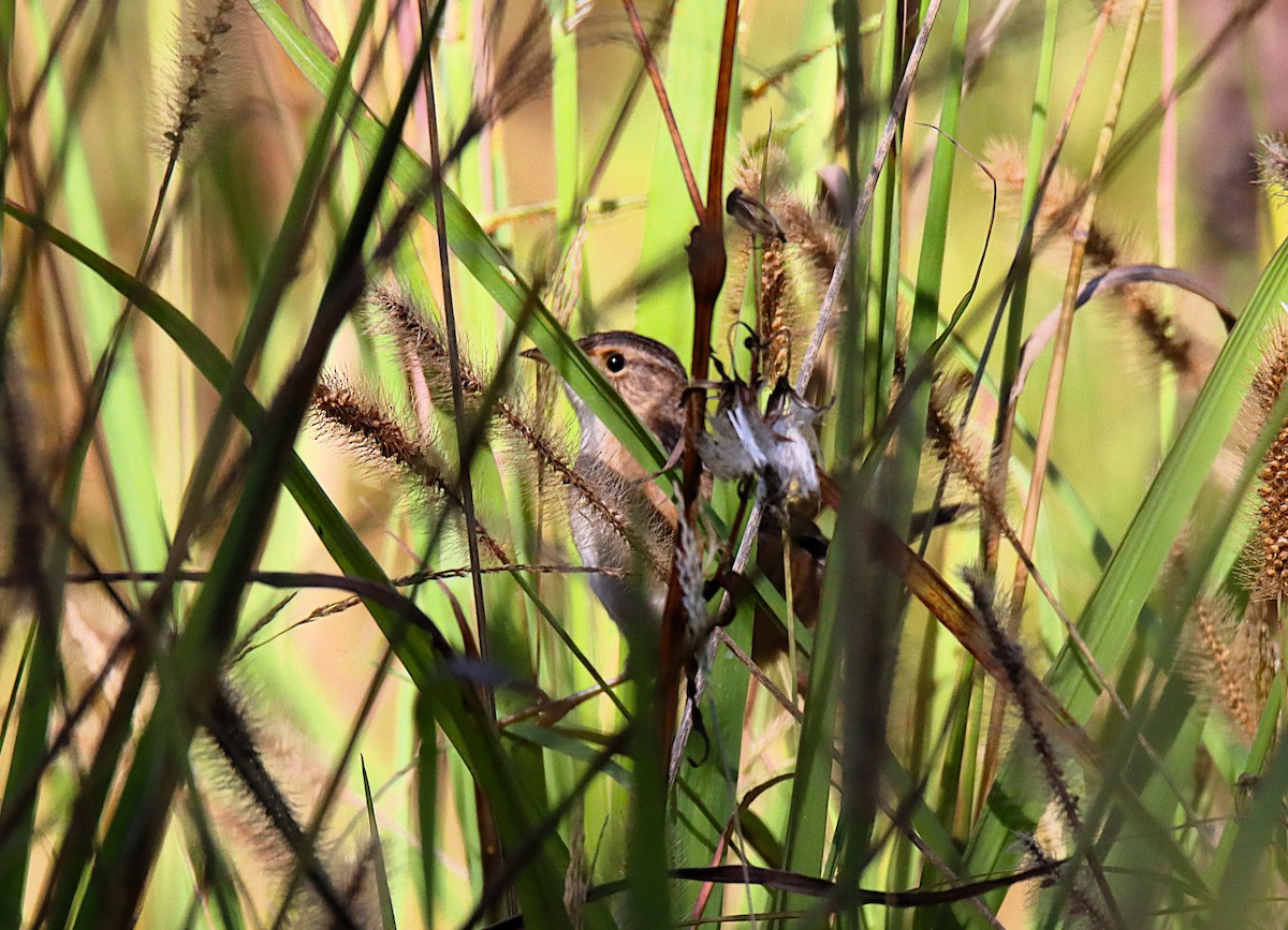 Sedge Wren - ML643136015