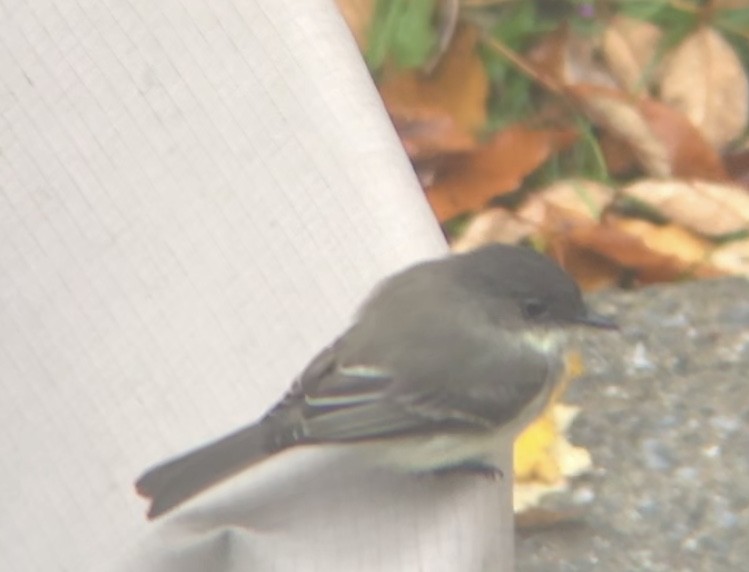Eastern Phoebe - ML643136023