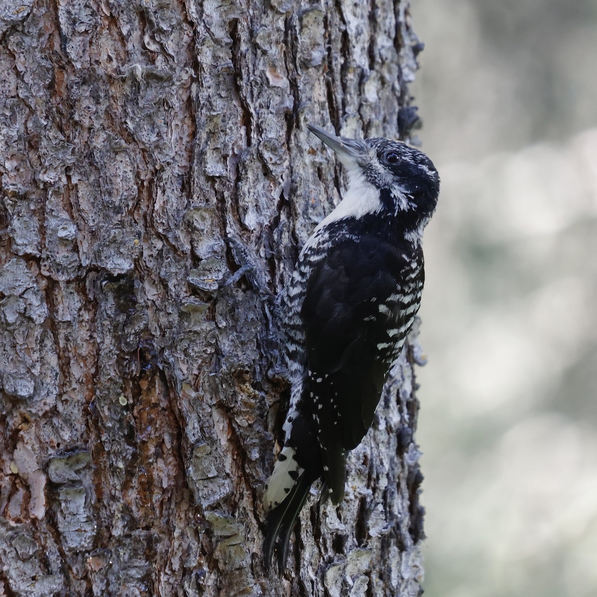 American Three-toed Woodpecker - ML643136028
