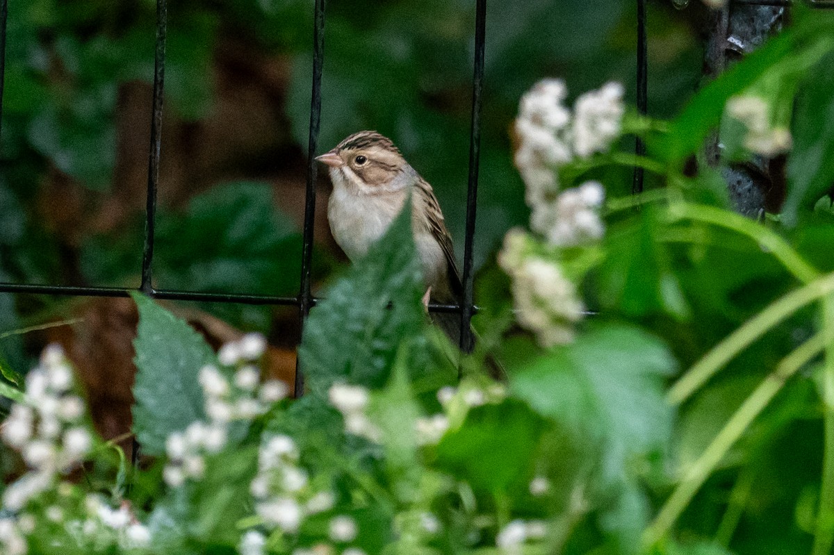 Clay-colored Sparrow - ML643136033