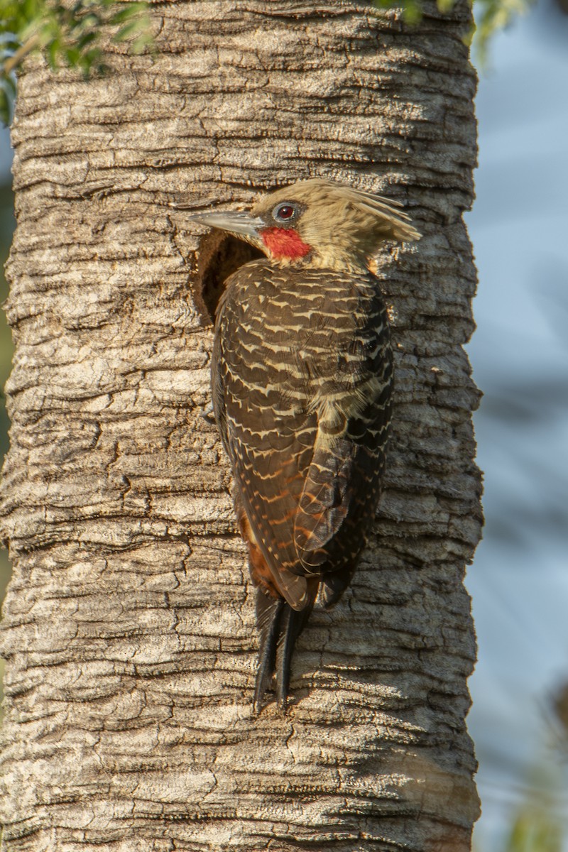 Pale-crested Woodpecker - ML643136041