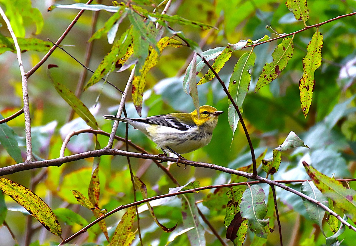 Black-throated Green Warbler - ML643136048