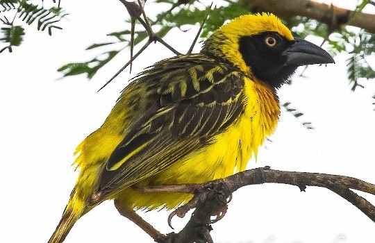 Fox's Weaver - ML643136050
