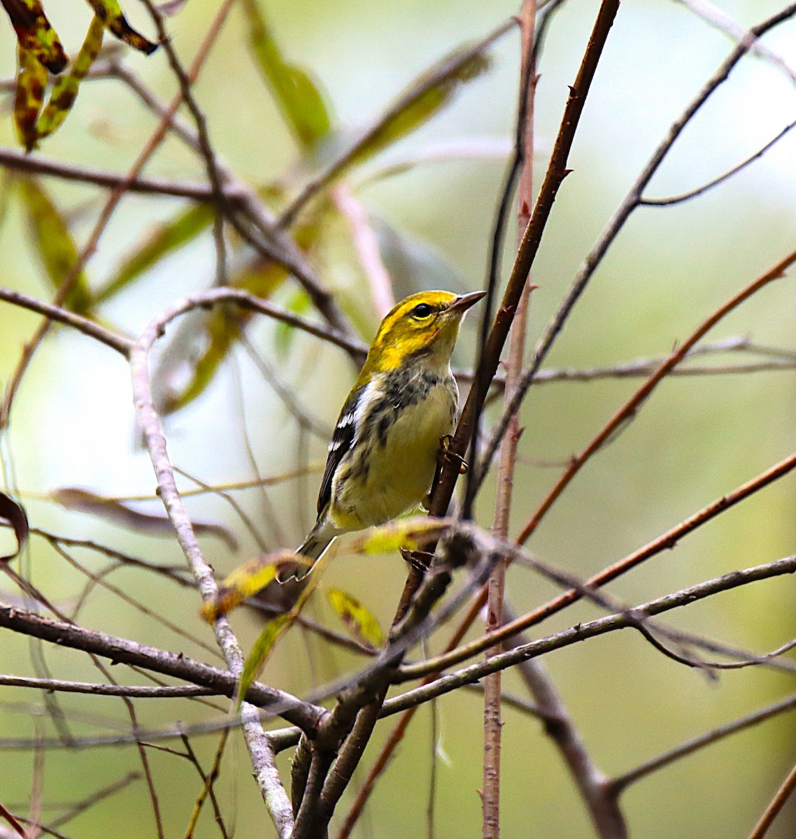 Black-throated Green Warbler - ML643136053