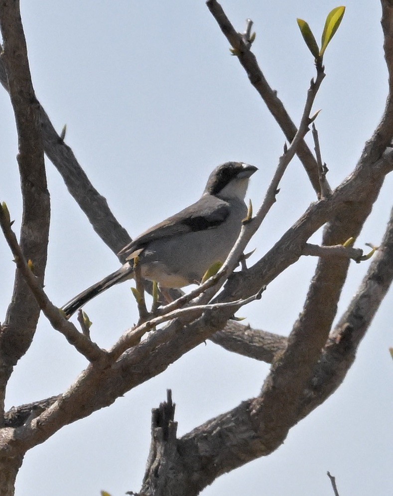 Tangara Bandeada - ML643136066