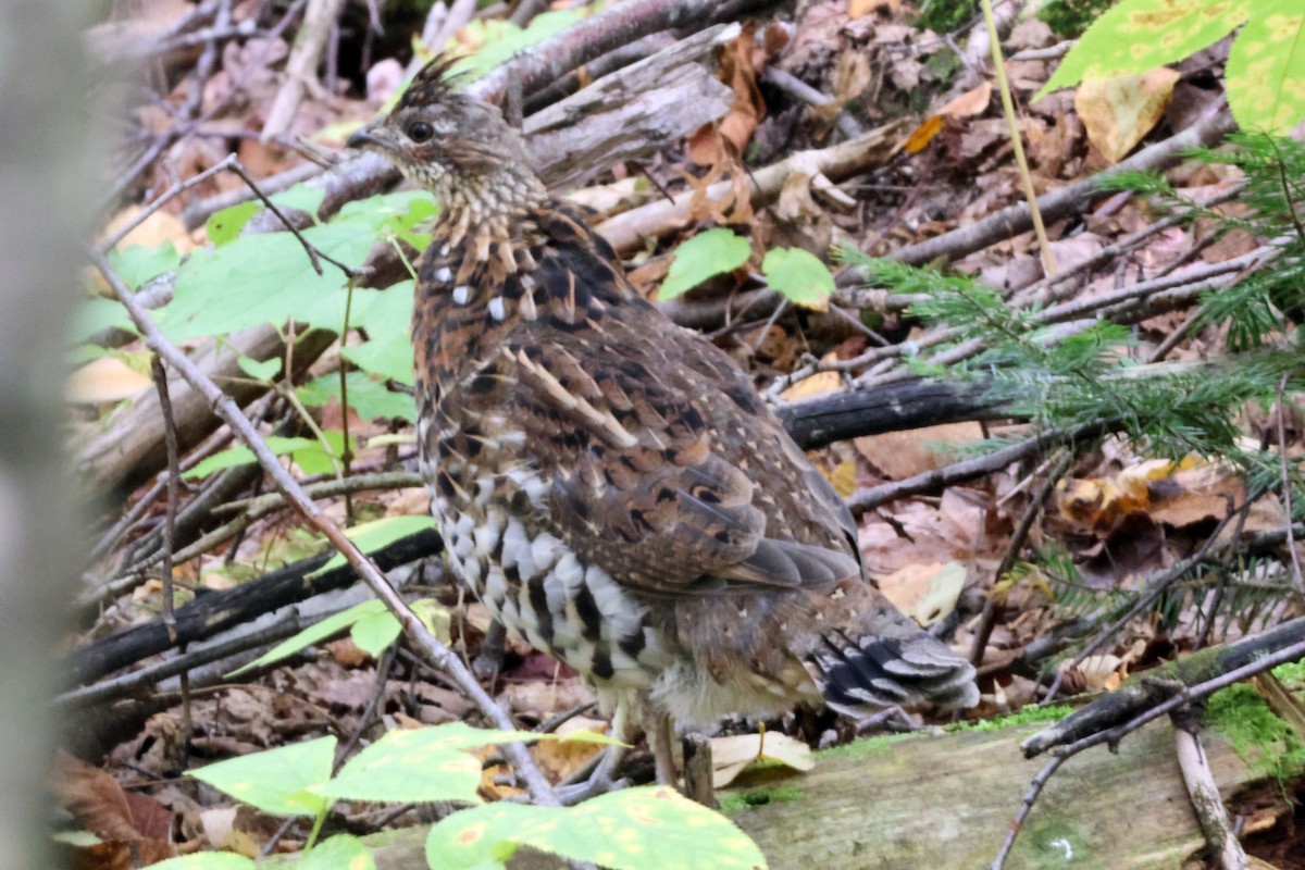 Ruffed Grouse - ML643136071