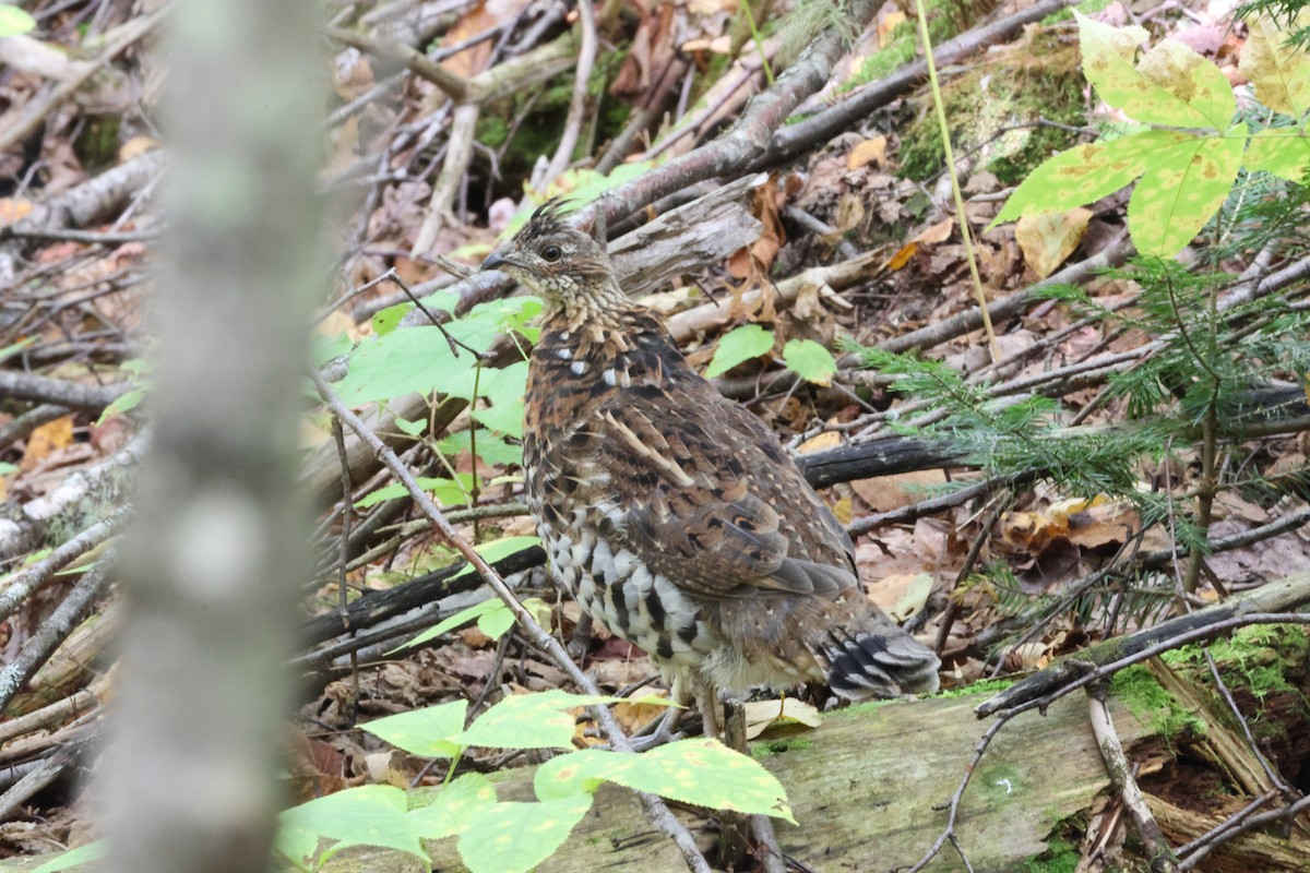 Ruffed Grouse - ML643136072