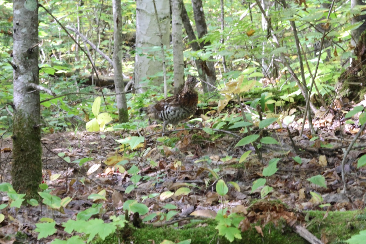 Ruffed Grouse - ML643136073