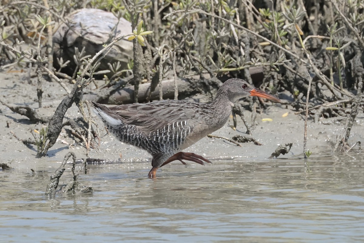 Mangrove Rail (Atlantic) - ML643136077